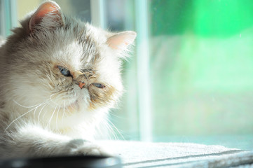 portrait of exotic persian cat