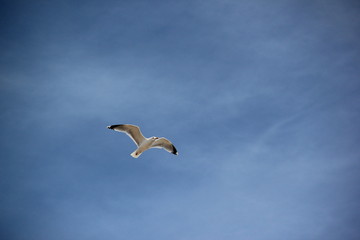 Seagull in the sky