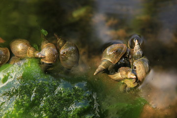 Mussel