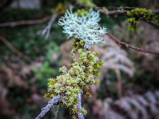 Photoshoot in the forest