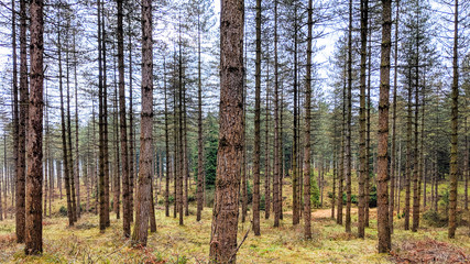 Obraz premium Photoshoot in the forest