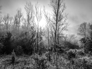 Photoshoot in the forest