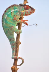 Photo sur Plexiglas Caméléon caméléon panthère, furcifer pardalis ambilobe