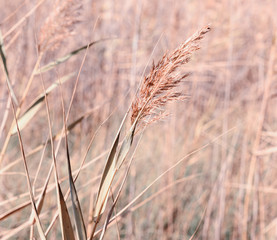 dry reed by the river