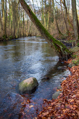 Schiefer Baum ragt über einen Fluss