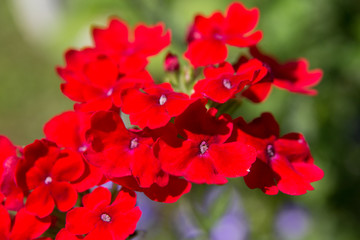 red flowers in the garden