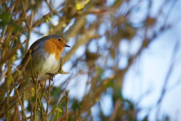 Robin perched on branch