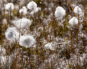 arctic cotton grass weed flower in bloom in summer © Agata Kadar