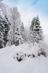 Mountain winter, Christmas pine trees