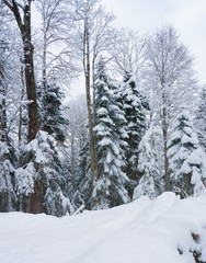 Mountain winter, Christmas pine trees