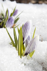 les fleurs du printemps dans la neige