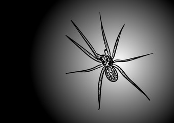spider