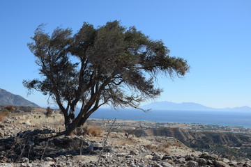 Baum bei Antimachia auf Kos