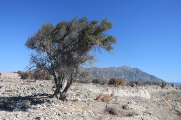 Baum bei Antimachia auf Kos