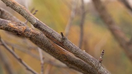 The wounds on the branch of the fruit tree from friction. Which upward the tree of additional...