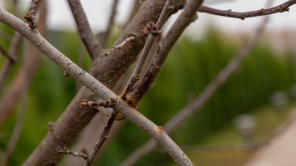 The wounds on the branch of the fruit tree from friction. Which upward the tree of additional...
