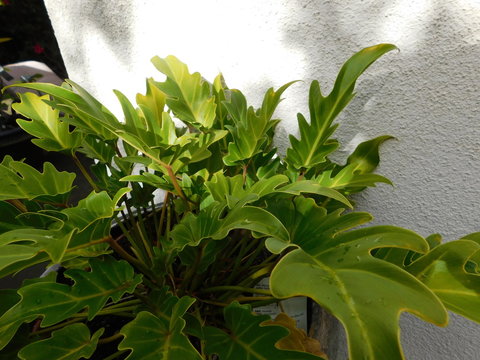 Light and shadow dancing kn leaves.