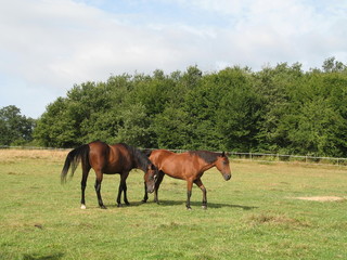 Obraz premium Chevaux