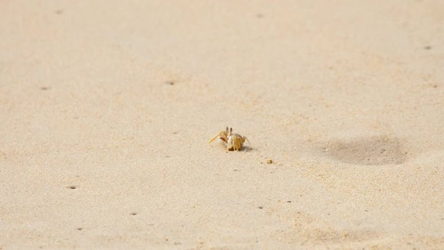 Crab on the sandy beach