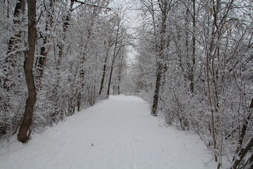 Down Winters Trail, Gold Bar Park, Edmonton, Alberta