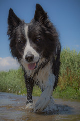 Border collie