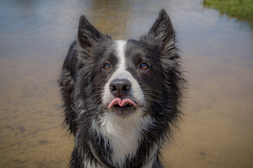 Border collie