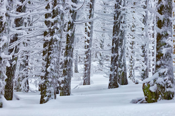 Frozen fir forest