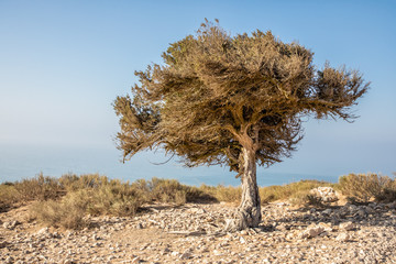 Lone Tree