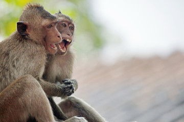 可愛いサル