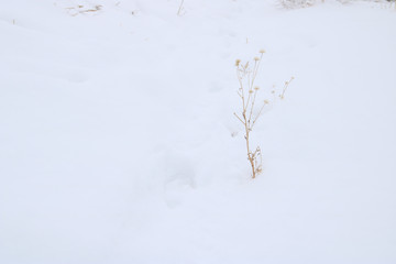 dead flowers poking up from the snow