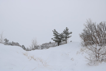 winter trees in the snow