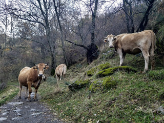 two brown cow watching to the camera in front of mountain landscape