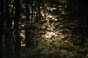 Smoke in the woods, the rays of the sun illuminate the smoke