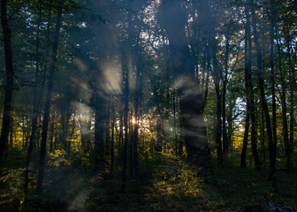 Fototapeta na wymiar Smoke in the woods, the rays of the sun illuminate the smoke