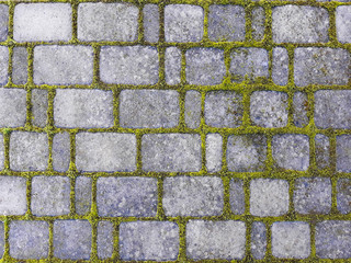 a walkway cement floore tiles with moss and grass.stone walkway