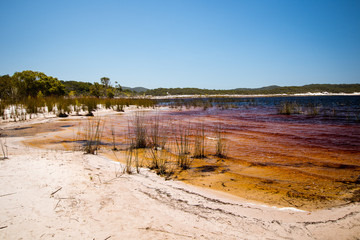 Lake Boomanjin on Fraser Island on a sunny day. The lake is red from the tea tree oil