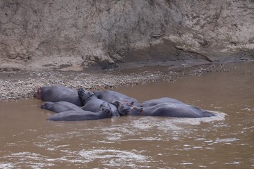 Group of lying hippos in the Mara River