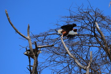 Take-off of one of the both african fish eagles from the tree