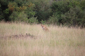 Lions are well camouflaged in the high grass of the Masai Mara