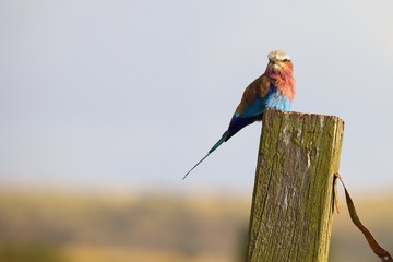 Close-up of a lilac-breasted roller