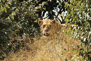 Lion between grass an bushes
