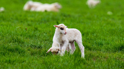 Obraz premium Kleine Schafe auf auf einer Wiese