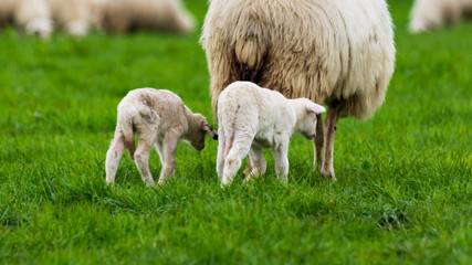2 Lämmer laufen auf einer Wiese dem Mutterschaf hinterher