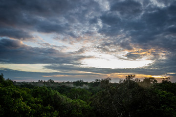 Cities of Brazil - Manaus, Amazonas - Views from MUSA (Amazonian Museum)