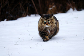 Eine hübsche junge Norwegische Waldkatze auf der Jagd im Schnee