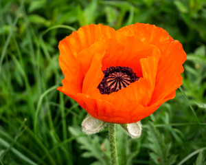Red poppy in the garden with green background.