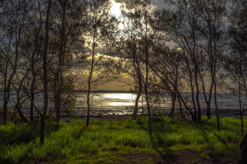 Fototapeta na wymiar sunset through the trees