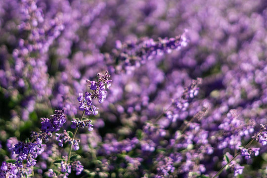 field of Lavender flowers spring time as a background. © olegmayorov