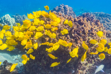Fototapeta na wymiar School of yellow tropical fish over coral reef