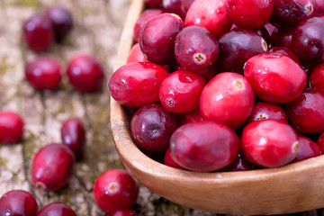 berries cranberries on the  tree bark